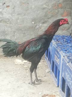 Breader Aseel Thai patha black