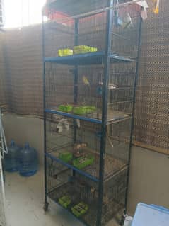 love birds Cage with lovebirds  breeder