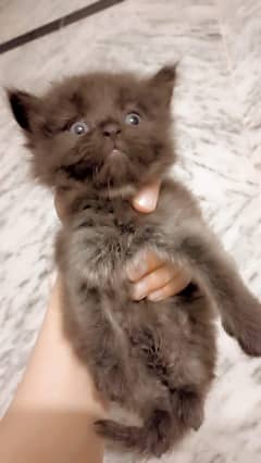 Persian Male Kitten, Black Breed
