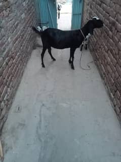 bkri