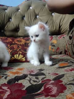 tripal coted cat kitten's oud Eye pure white colour