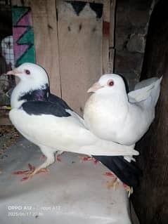 Pigeons for sale