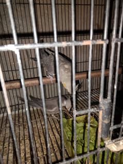 Cocktail parrots age 6 months