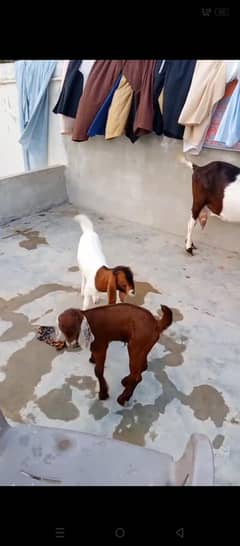 goats 2 kids