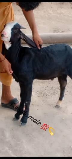 kala chamba bakra