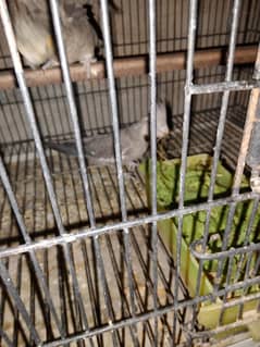 cocktail parrots age 6 months