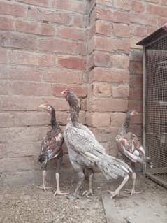 aseel murghi and chicks for sale
