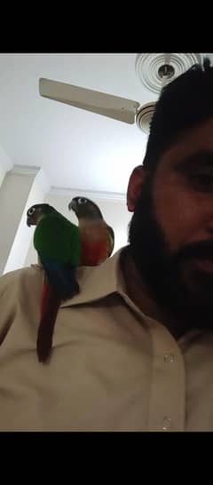 high red factor conure pair for sale hand tame