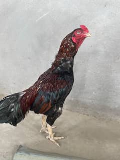 pure breed white eye blue ring high quality . Munasib qeemat.