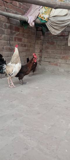 Hens Golden misri