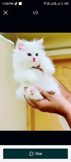 Persian cat for sale only WhatsApp number0327=4272440