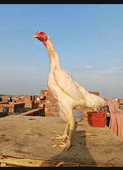 white o shamo female swing neck split