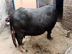 For sale