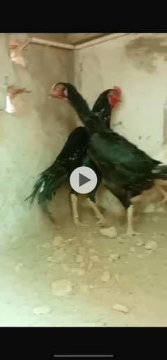 Black shamo pair