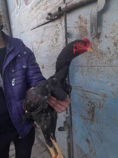 hens sealer