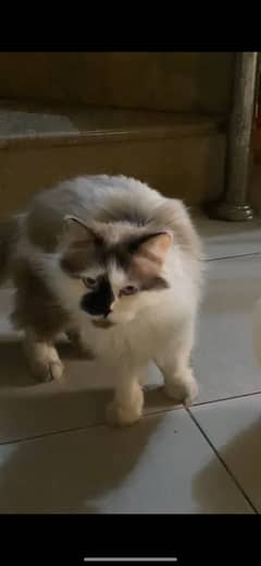3 Persian cats for sale each price 18000 pair 30000