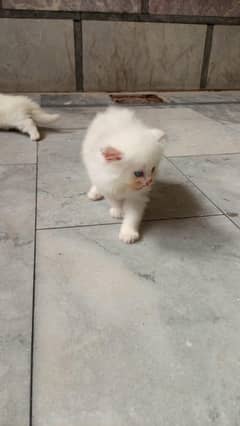 pursian