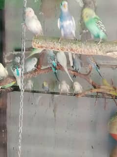 parrot