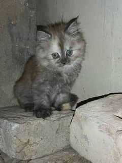 Persian