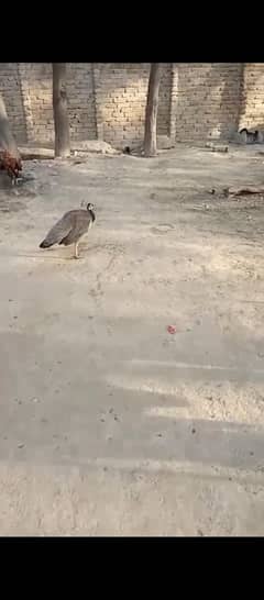 peacock female