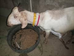 tapri bakri 4 female kids Kay sath