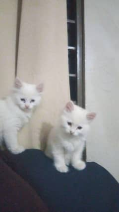 Persian Kitten Pair
