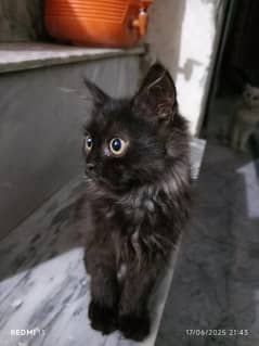 Persian