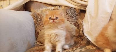 high quality kitten and important pets also available 03151270915
