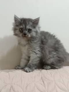 Persian kittens