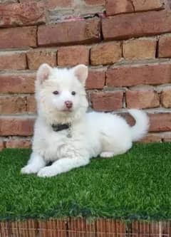 Russian puppy pink noise for sale