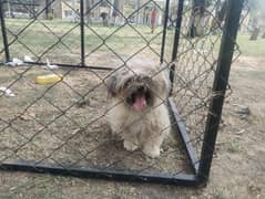 Female Shihtzu or Sale