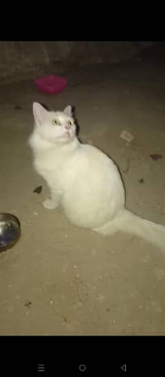 Persian pregnant female