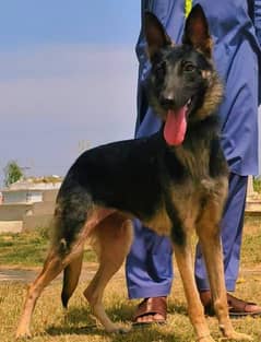 Alsatian bagiyadi full security dog female available for sale