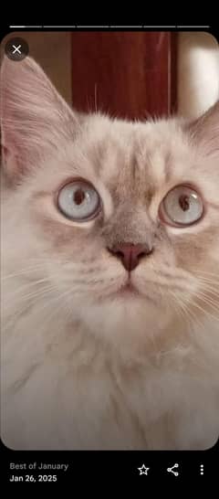 beautiful cat