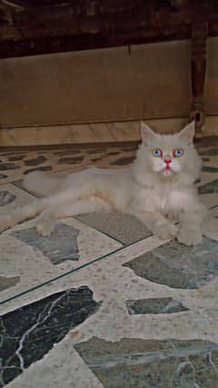 Persian cats for sale