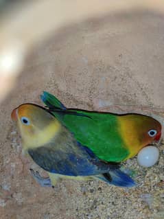 love birds with