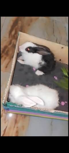 Rabbit pair for sale
