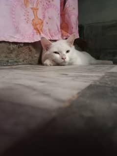 Female Cat