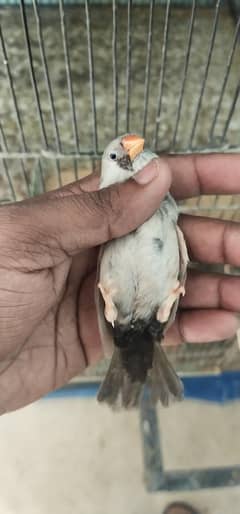 Male pied split Eumu and Female pure Eumu korangi karachi 03433466922