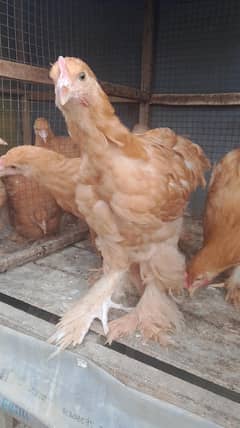 Golden buff chicks (03207858636)