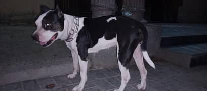 pitbull 03219450408