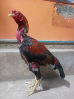 Aseel