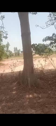 Simbal