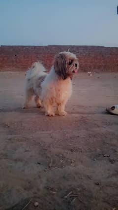 shih tzu