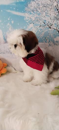 Shihtzu