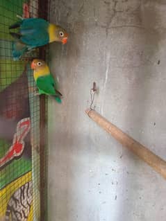 love birds breedr pair