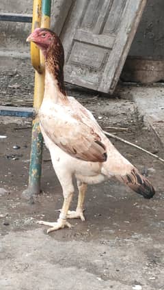 white shamo & heera cross | black shamo cross | o shamo female