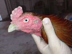 2 murghe or 1 murghi with 5 chicks