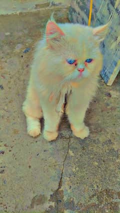 Persian