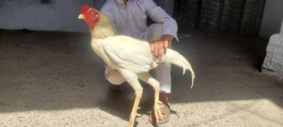 Aseel pure white murga jorra for sell